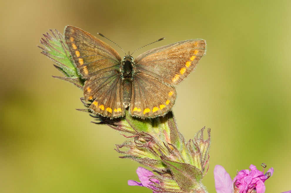 Farfalla n 2 - Polyommatus sp.